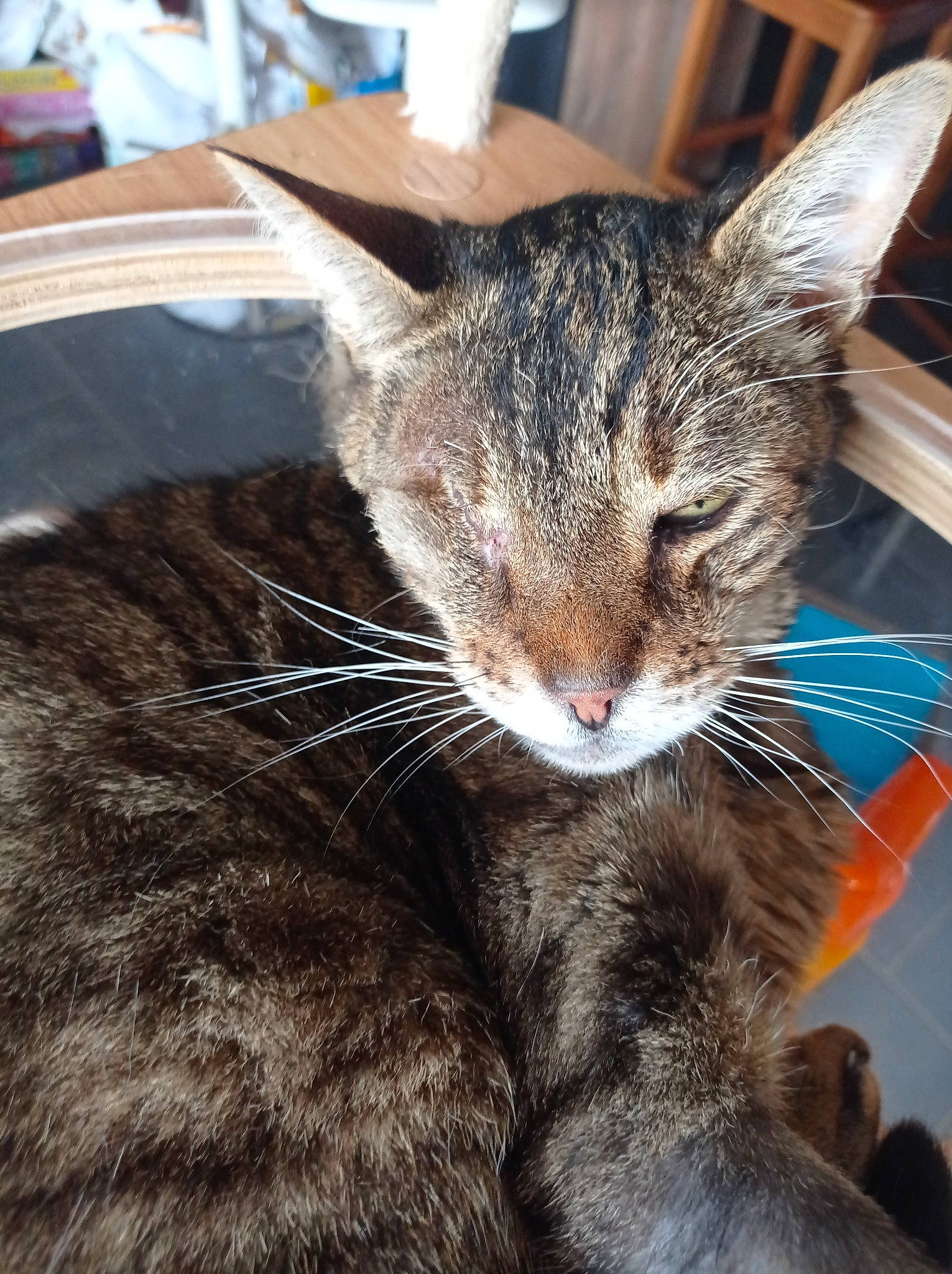 Vodka participe au concours pour gagner de l'argent avec cette photo : carnivore, cat, claw, comfort, domestic_short_haired_cat, felidae, fur, nap, paw, sitting, small_to_medium_sized_cats, snout, tail, whiskers