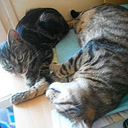 Ninoushka participe au concours pour gagner de l'argent avec cette photo :