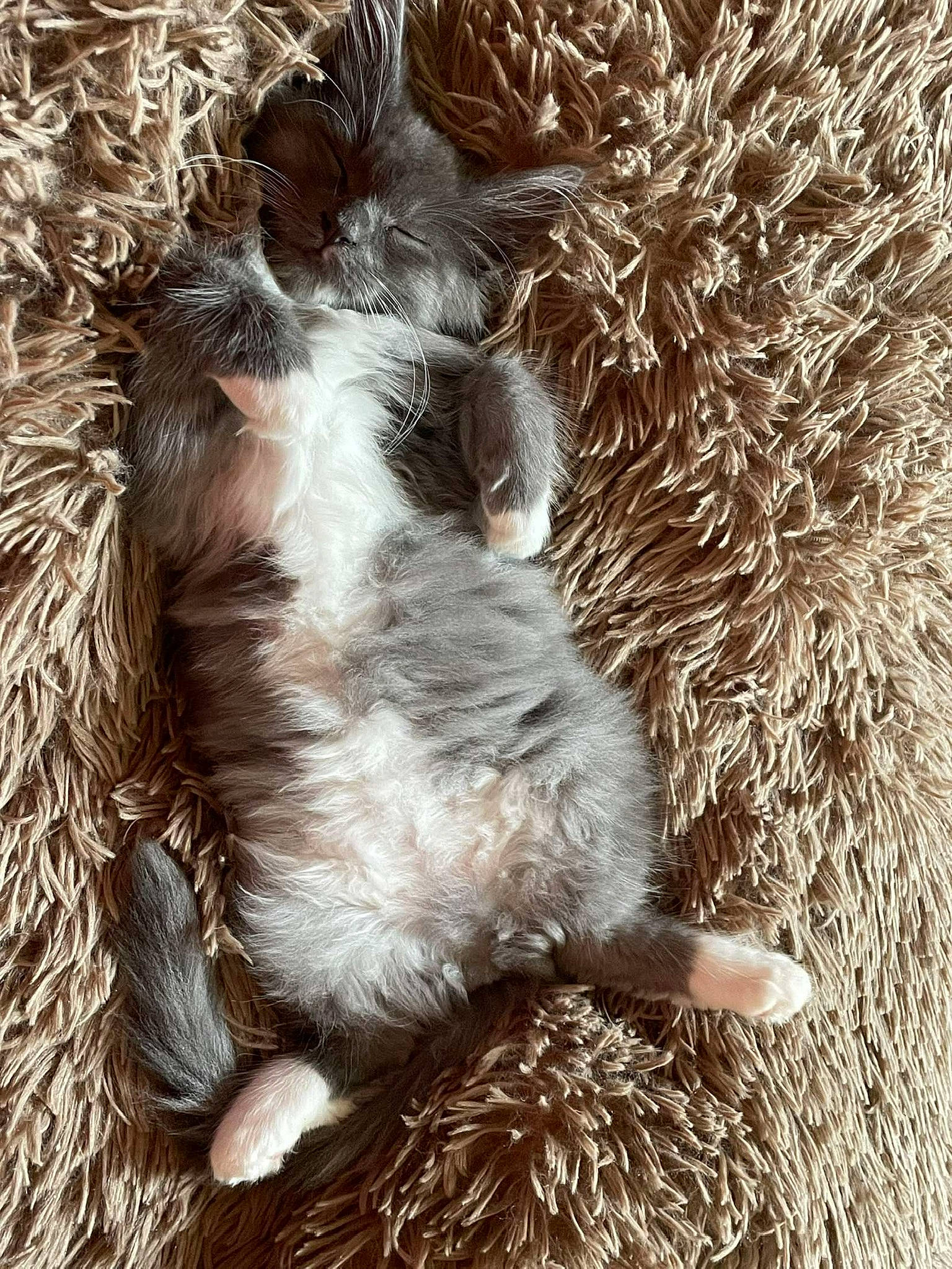 Sissy a rejoint le concours — aidez-le/la à gagner de superbes lots ! canidae, carnivore, claw, companion_dog, dog_breed, felidae, fur, liver, natural_material, paw, small_to_medium_sized_cats, snout, sporting_group, tail, terrestrial_animal, whiskers