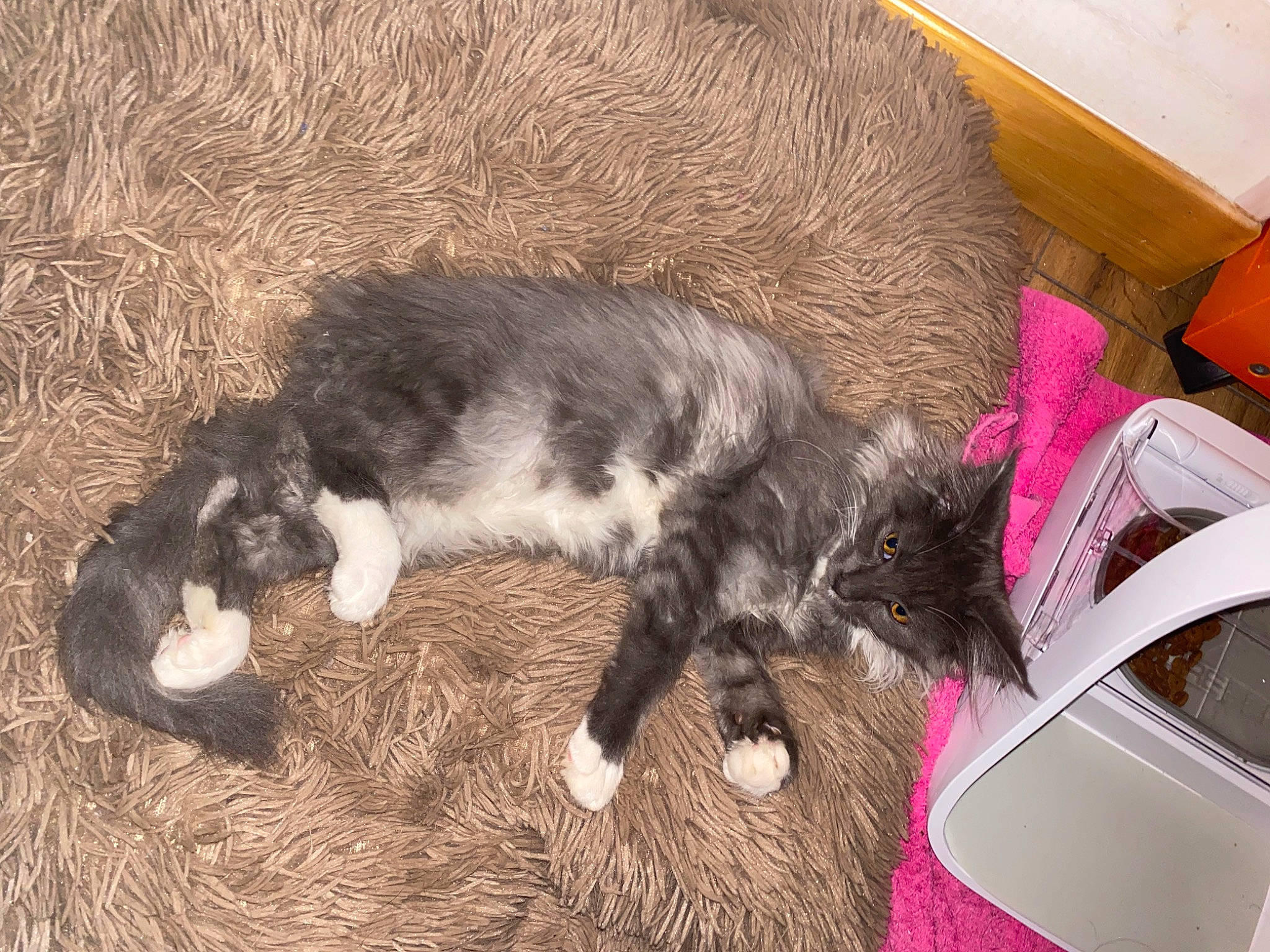 Sissy participe au concours pour gagner de l'argent avec cette photo : carnivore, cat, claw, comfort, dog_breed, domestic_short_haired_cat, felidae, flooring, foot, fur, hardwood, mammal, nap, sleep, small_to_medium_sized_cats, sporting_group, tail, terrestrial_animal, vertebrate, whiskers