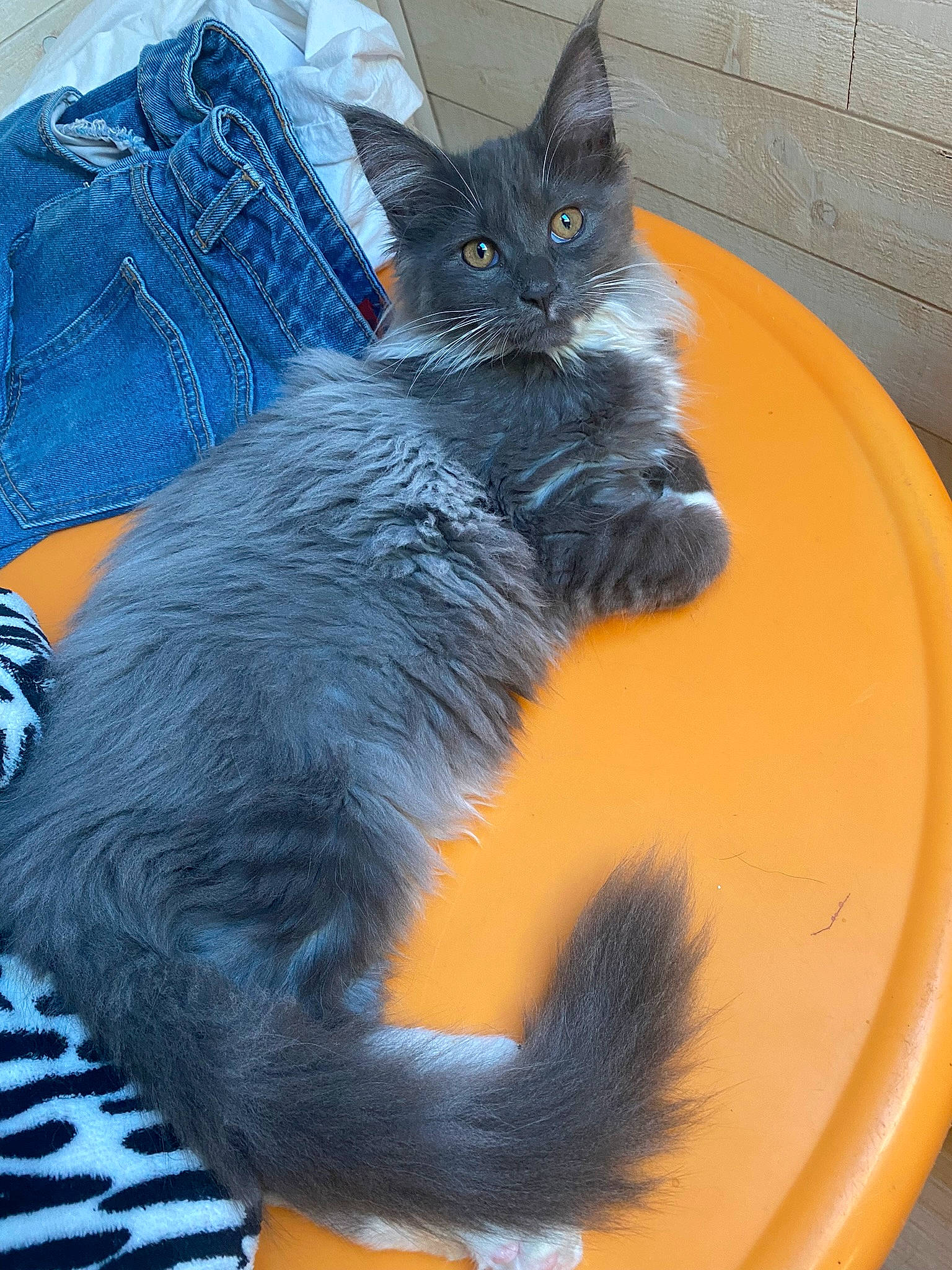 Sissy participe au concours pour gagner de l'argent avec cette photo : black_cat, blue, carnivore, cat, cat_supply, claw, comfort, domestic_short_haired_cat, electric_blue, felidae, fur, grey, mammal, paw, sitting, small_to_medium_sized_cats, snout, tail, vertebrate, whiskers