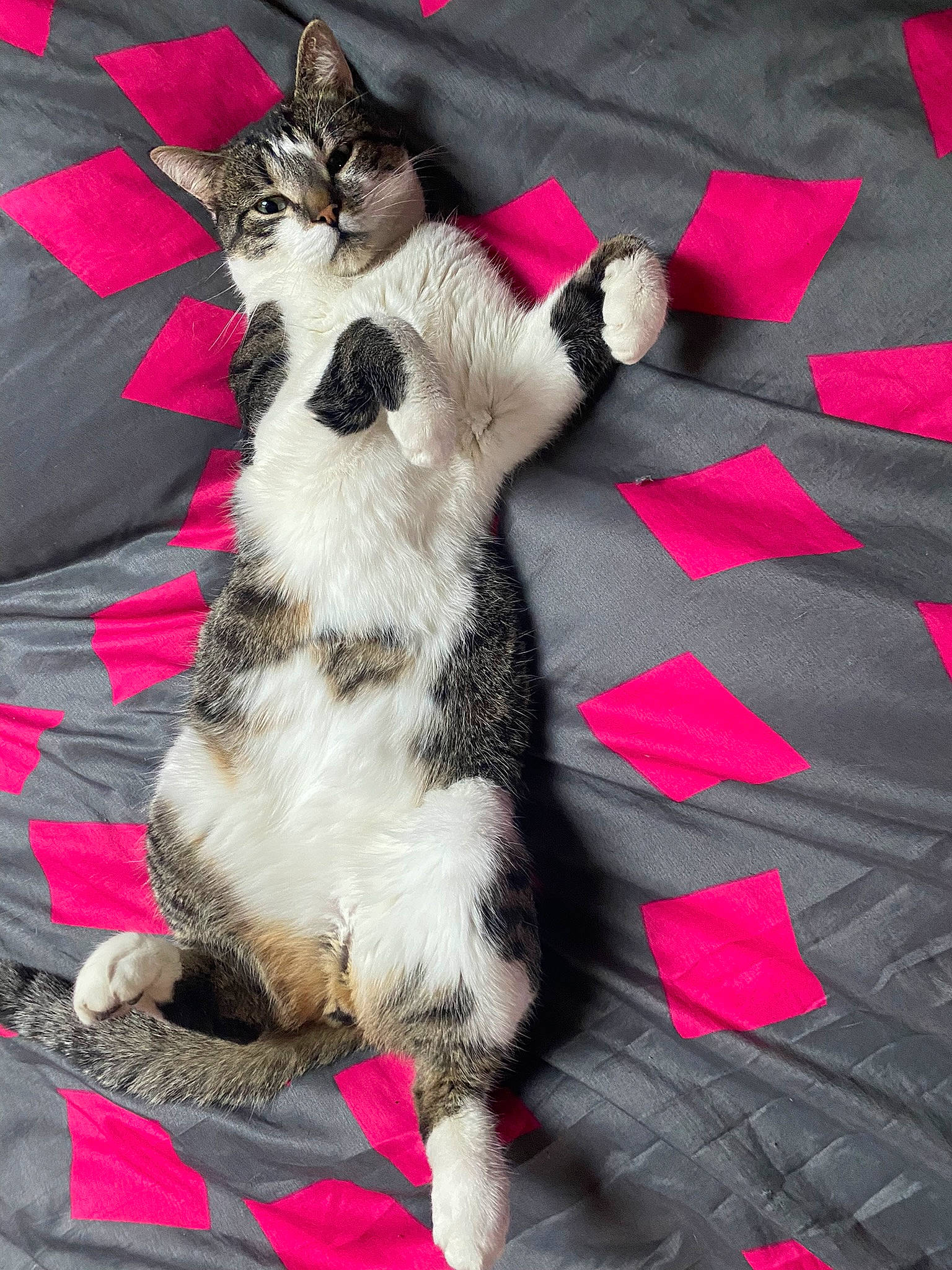 Pouf a rejoint le concours — aidez-le/la à gagner de superbes lots ! carnivore, cat, cat_supply, claw, comfort, domestic_short_haired_cat, fawn, felidae, fur, grey, lap, linens, nap, pattern, paw, pink, small_to_medium_sized_cats, snout, tail, whiskers