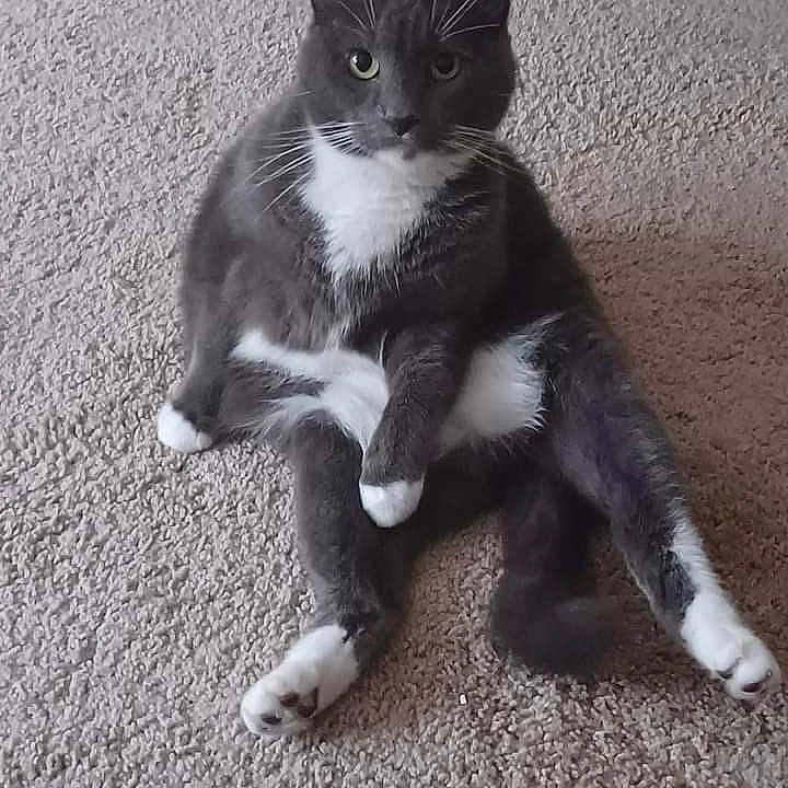 Loubelle joined the competition — help win amazing prizes! animal, carpet, cat, cute, domestic_cat, ears, feline, fur, grey_cat, indoor, looking_at_camera, paws, pet, portrait, relaxed, sitting, tail, whiskers, white_chest, white_paws