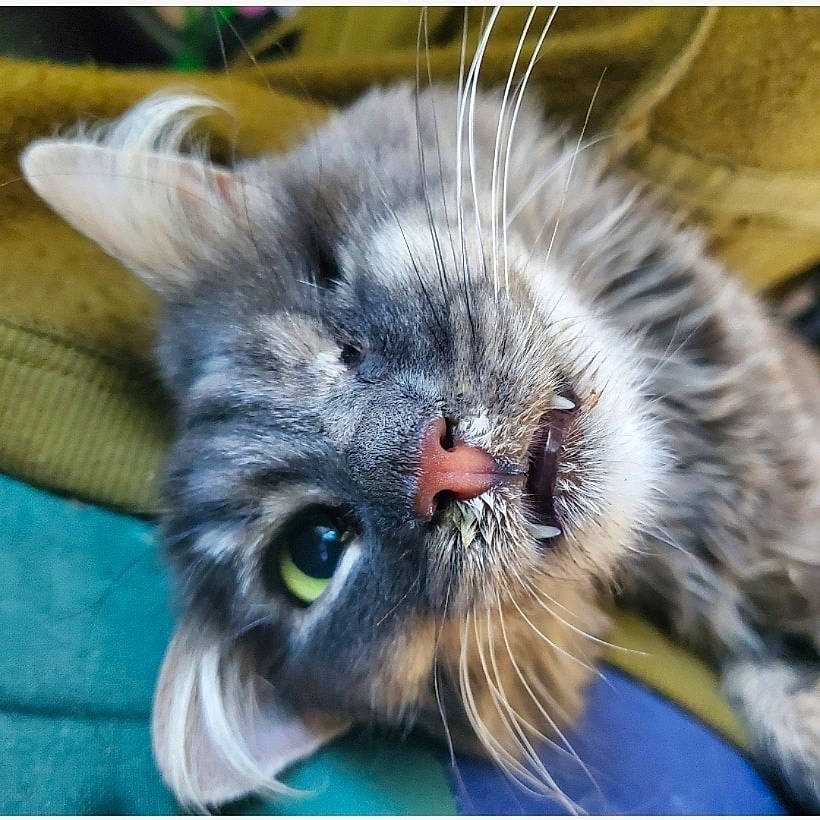 Hayami is registered to the contest to win money with this photo: british_longhair, carnivore, cat, claw, comfort, domestic_short_haired_cat, electric_blue, eye, felidae, fur, hair, head, line, paw, rectangle, small_to_medium_sized_cats, snout, terrestrial_animal, whiskers