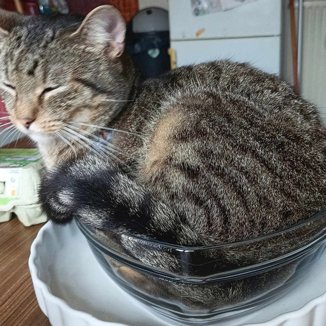 Mimi participe au concours pour gagner de l'argent avec cette photo : abyssinian, animal, appliance, bowl, brush, cat, device, electricaldevice, furniture, hardwood, indoors, manx, pen, pet, plant, pottedplant, refrigerator, table, tool, wood