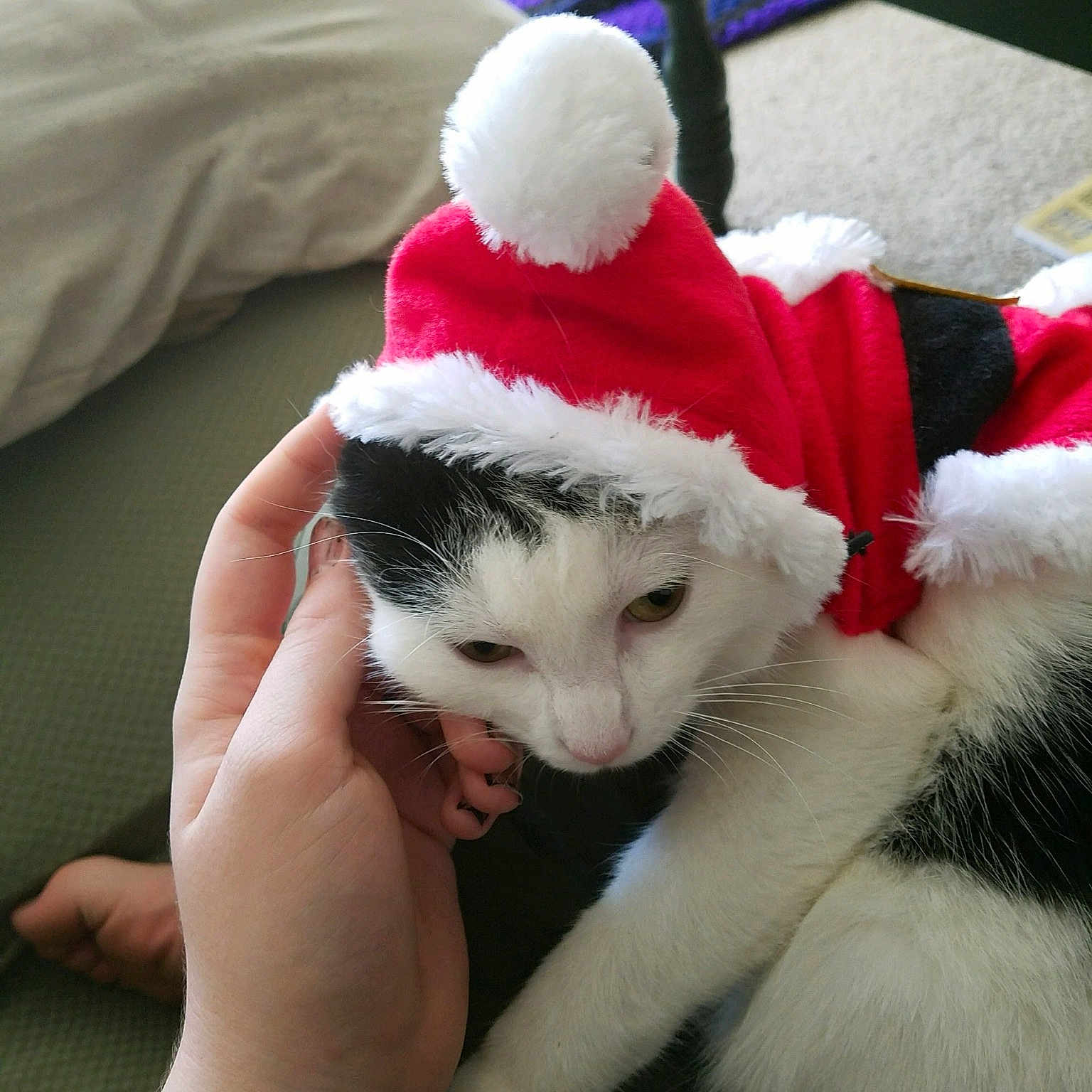 Ahsoka joined the competition — help win amazing prizes! carnivoran, cat, cat_like_mammal, fur, kitten, lap, mammal, skin, small_to_medium_sized_cats, vertebrate, whiskers