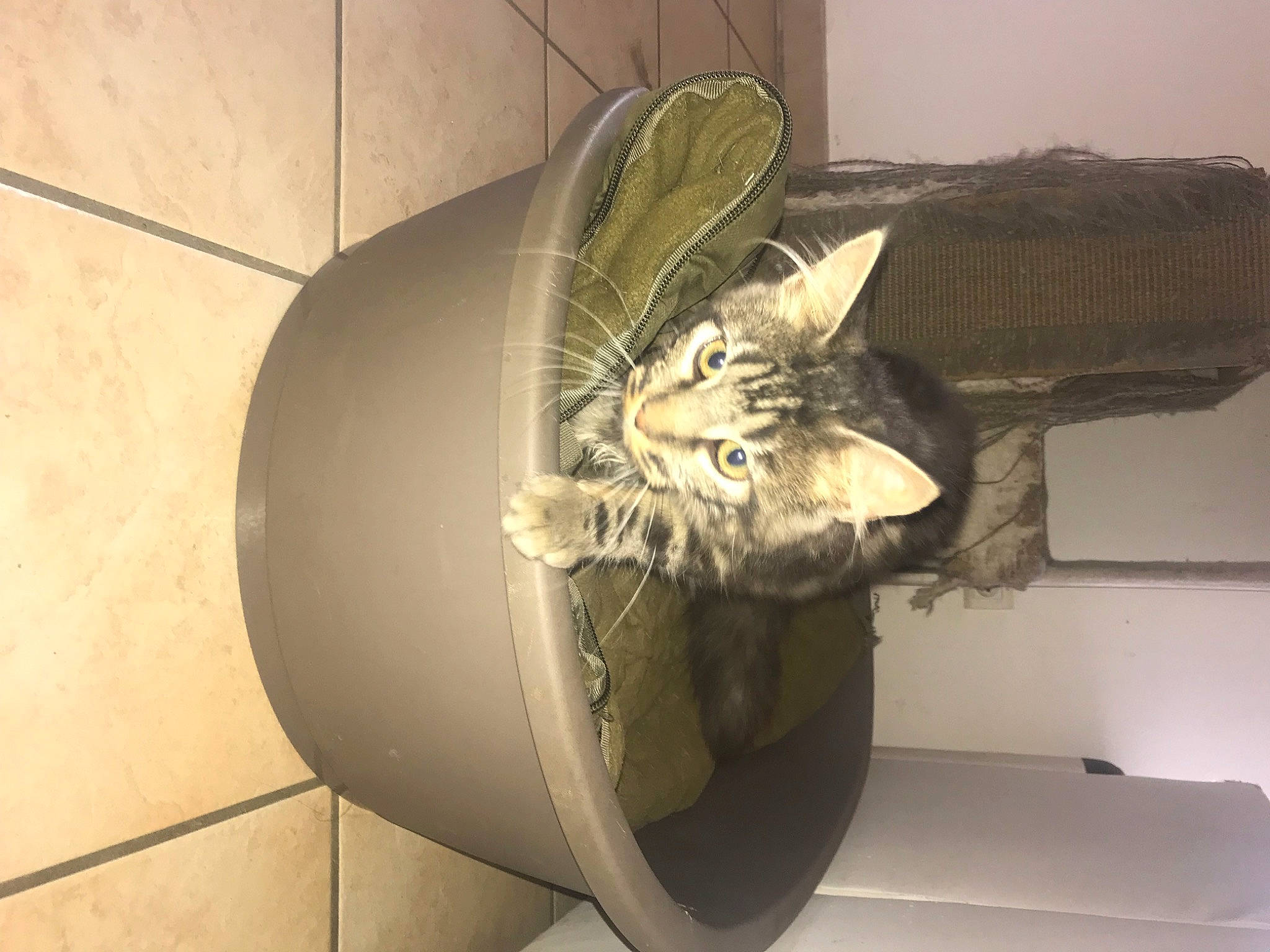 Tina a rejoint le concours — aidez-le/la à gagner de superbes lots ! art, automotive_tire, carnivore, cat, circle, comfort, domestic_short_haired_cat, felidae, flooring, fur, houseplant, jaw, metal, rim, sculpture, small_to_medium_sized_cats, spoke, tail, vehicle, whiskers