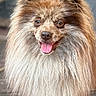 animal, background_blur, brown_fur, close_up, dog, domestic_animal, eyes, fluffy, happy, long_fur, muzzle, nose, pet, pomeranian, porch, portrait, small_breed, tongue, whiskers, wooden_deck