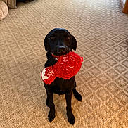 Tali is registered to the contest to win money with this photo: dog, black_dog, toy, plush_toy, indoor, carpet, patterned_carpet, pet, animal, cute, playing, holiday_toy, waiting, sitting, floor, canine, domestic_animal, looking_up, mouth_holding, home