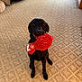 dog, black_dog, toy, plush_toy, indoor, carpet, patterned_carpet, pet, animal, cute, playing, holiday_toy, waiting, sitting, floor, canine, domestic_animal, looking_up, mouth_holding, home
