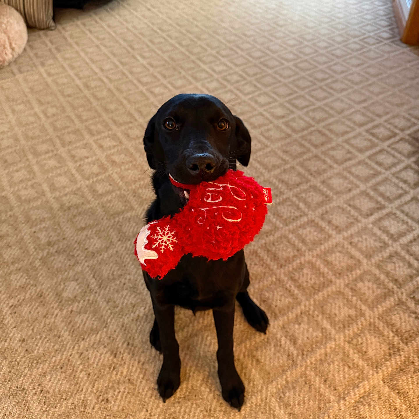 Tali is registered to the contest to win money with this photo: animal, black_dog, canine, carpet, cute, dog, domestic_animal, floor, holiday_toy, home, indoor, looking_up, mouth_holding, patterned_carpet, pet, playing, plush_toy, sitting, toy, waiting