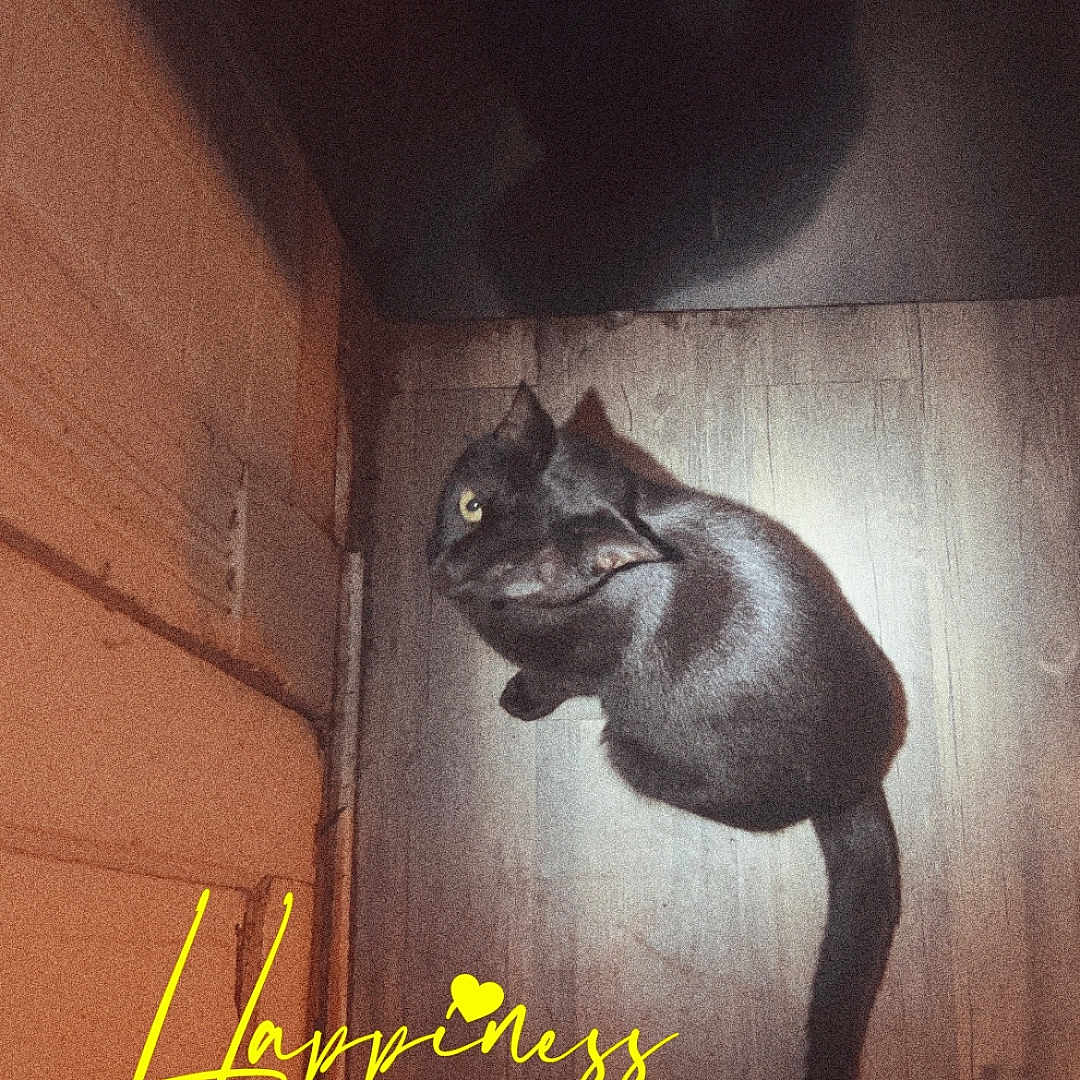 Blackie Chan is registered to the contest to win money with this photo: abyssinian, adult, advertisement, animal, blackcat, book, box, cat, clothing, crate, footwear, male, man, manx, person, pet, plywood, poster, publication, shoe