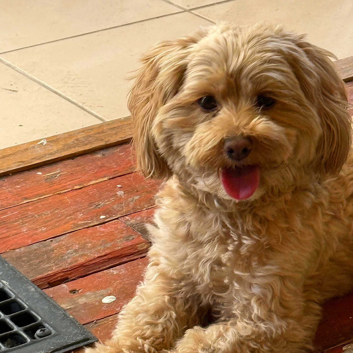 Lucy is registered to the contest to win money with this photo: animal, canine, closeup, companion, cozy, curly_fur, cute, dog, domestic, floor, friendly, fur, indoor, laying_down, mammal, pet, playful, resting, tongue_out, wooden_floor