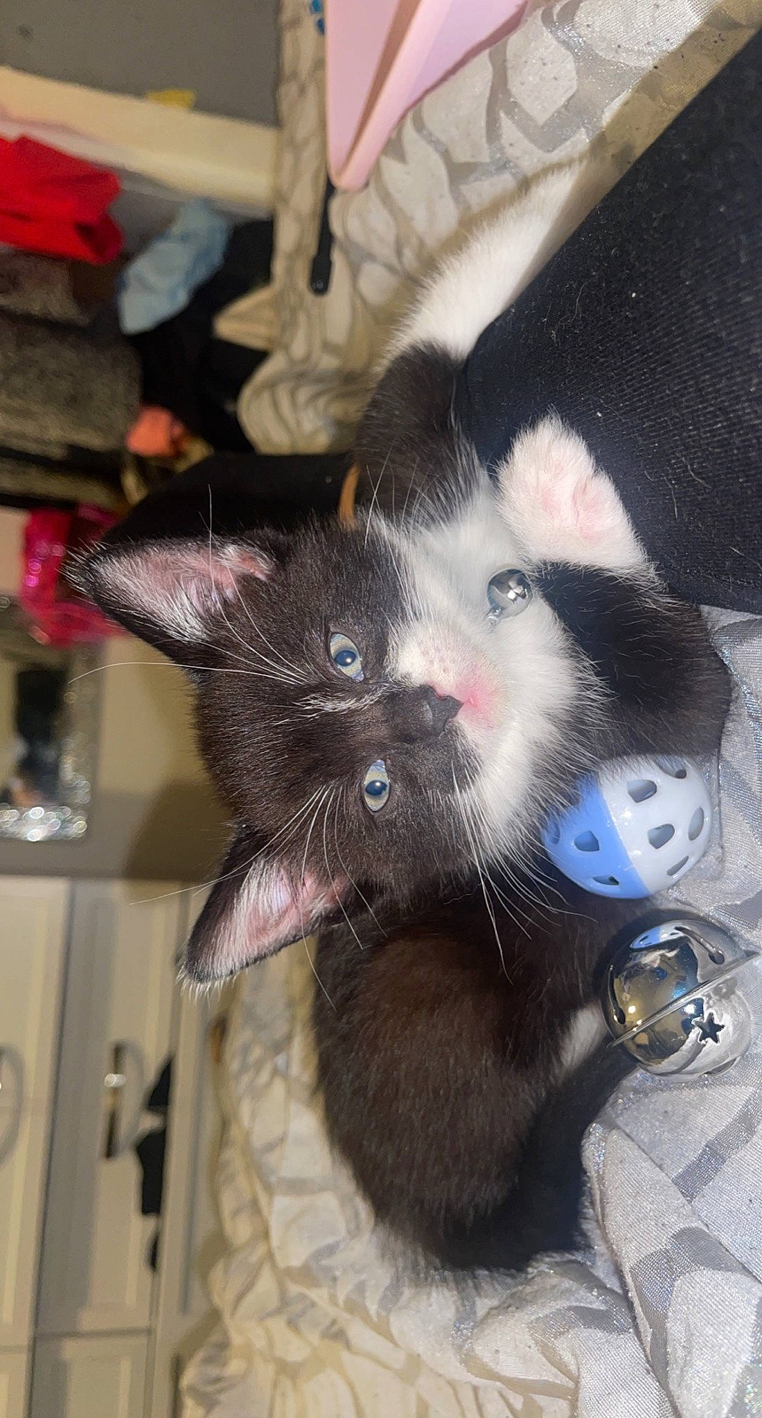 Milo joined the competition — help win amazing prizes! black_cat, canidae, carmine, carnivore, cat, claw, dog_breed, domestic_short_haired_cat, ear, eye, felidae, foot, fur, lap, paw, small_to_medium_sized_cats, snout, sporting_group, tail, whiskers