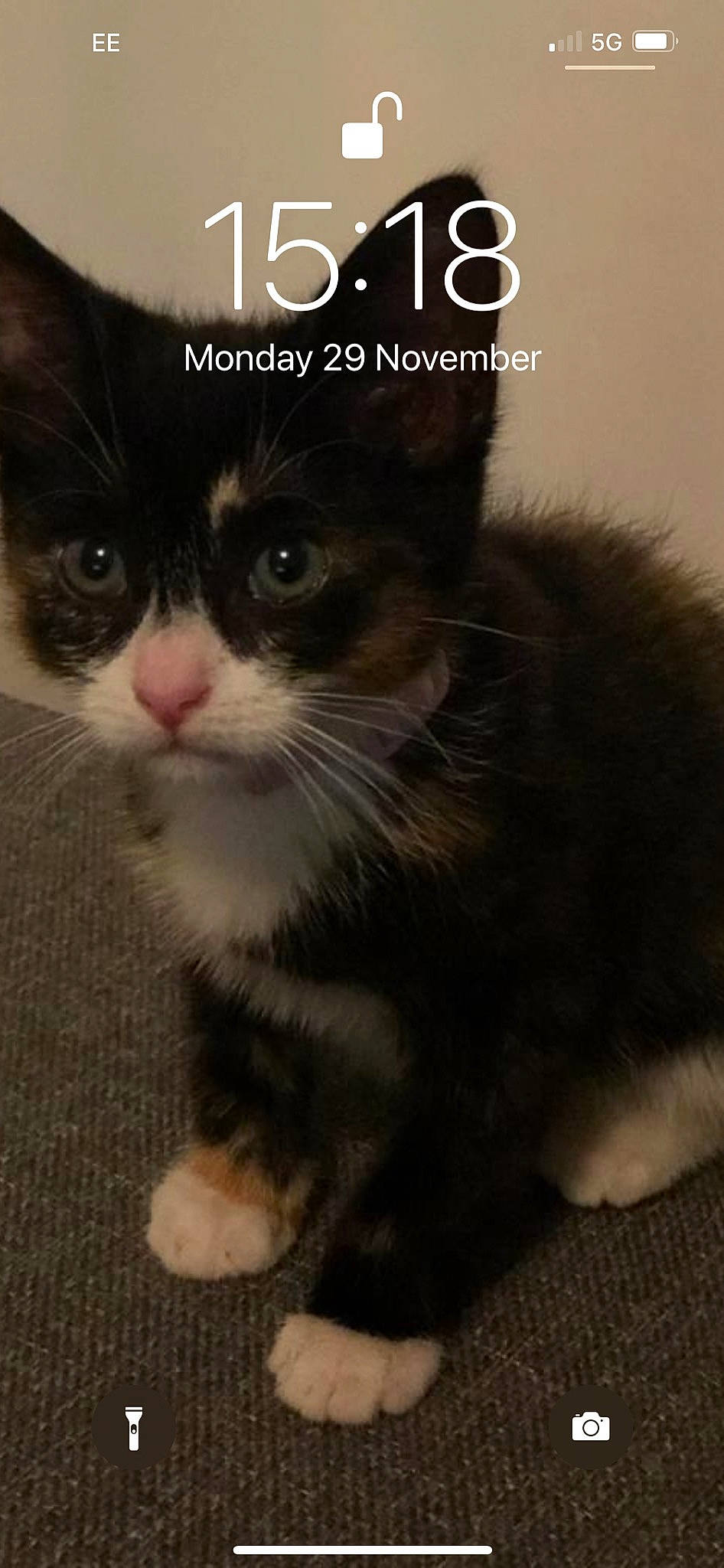 Cleo is registered to the contest to win money with this photo: black_cat, carnivore, cat, claw, domestic_short_haired_cat, door, eye, felidae, font, fur, happy, monochrome_photography, paw, photo_caption, small_to_medium_sized_cats, snout, tail, terrestrial_animal, whiskers, window