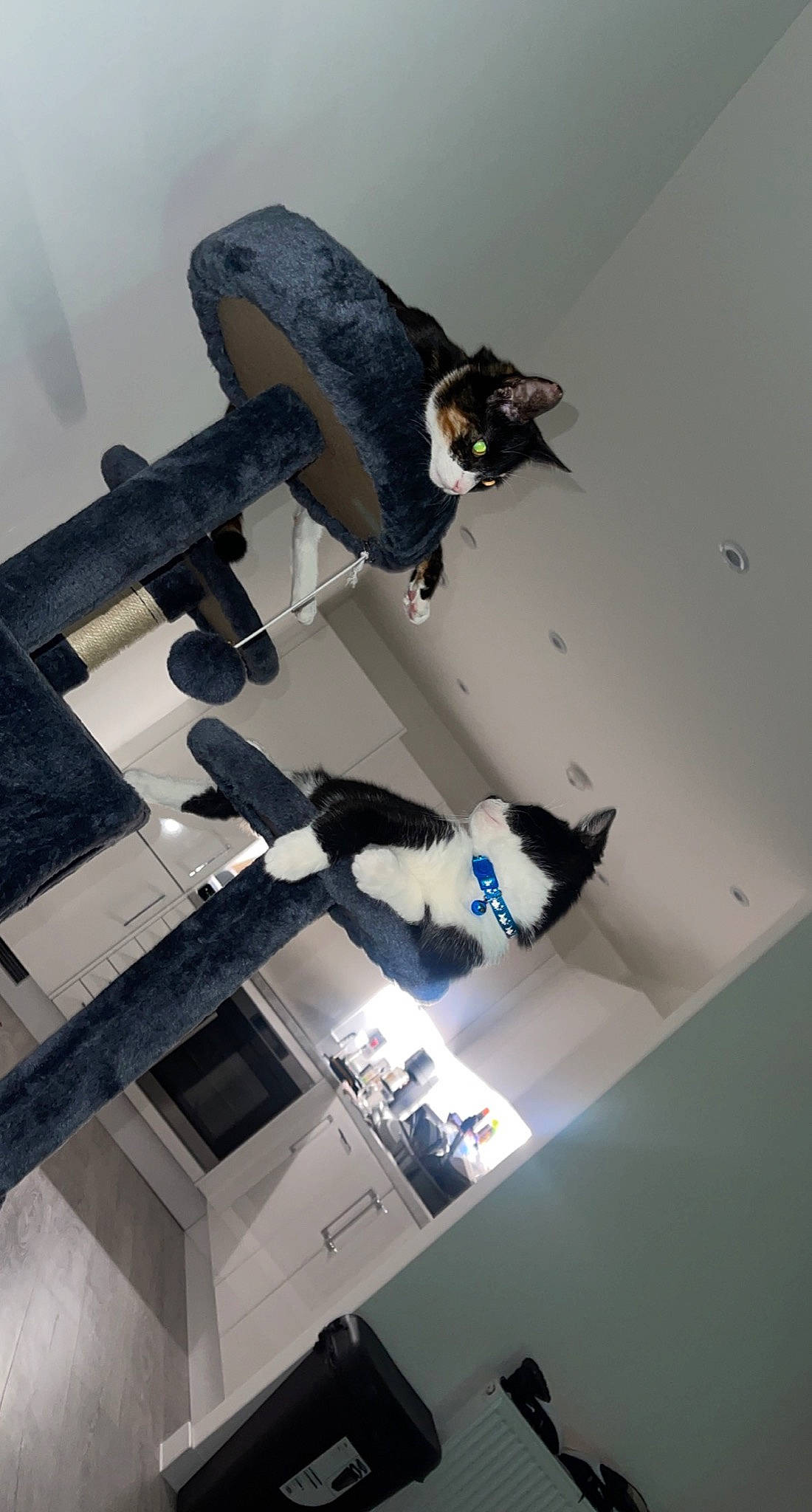 Cleo joined the competition — help win amazing prizes! carnivore, cat, ceiling, domestic_short_haired_cat, felidae, floor, flooring, fur, glove, hardwood, machine, room, shadow, small_to_medium_sized_cats, sporting_group, stairs, tail, vertebrate, whiskers, wood