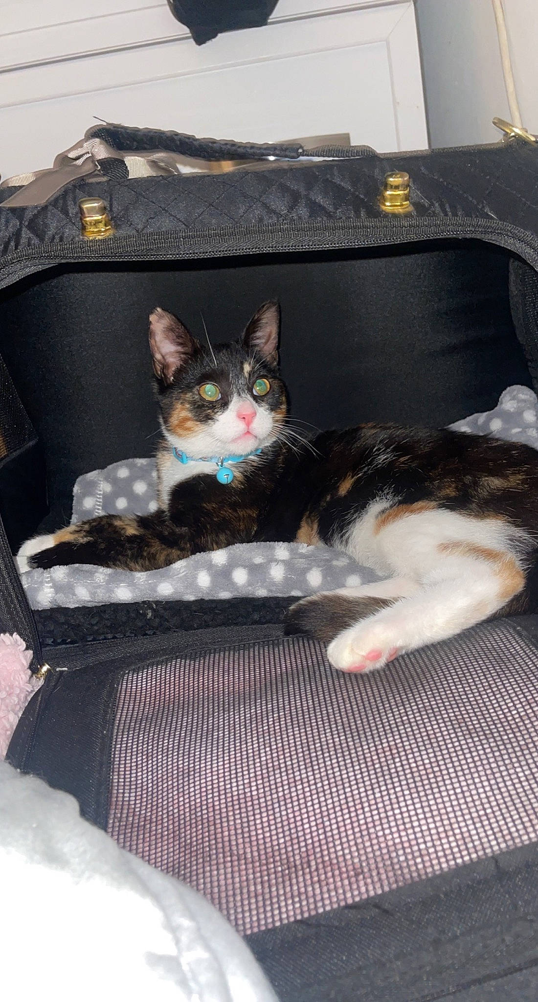 Cleo joined the competition — help win amazing prizes! box, carnivore, cat, cat_supply, comfort, couch, domestic_short_haired_cat, felidae, fur, paw, pet_supply, sitting, small_to_medium_sized_cats, tail, tree, whiskers