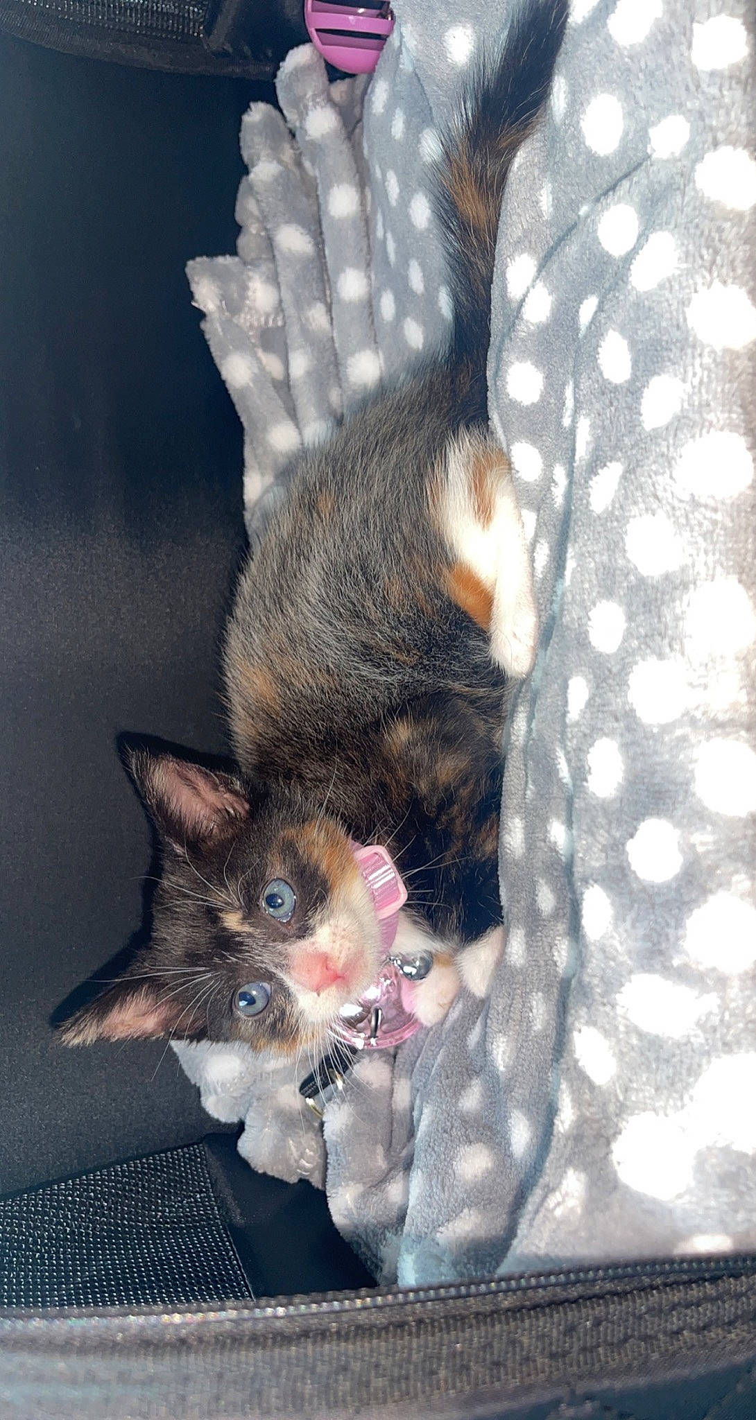 Cleo joined the competition — help win amazing prizes! canidae, carnivore, cat, claw, dog_breed, domestic_short_haired_cat, ear, eye, fawn, felidae, fur, pattern, paw, plant, small_to_medium_sized_cats, snout, tail, tree, whiskers, wildlife