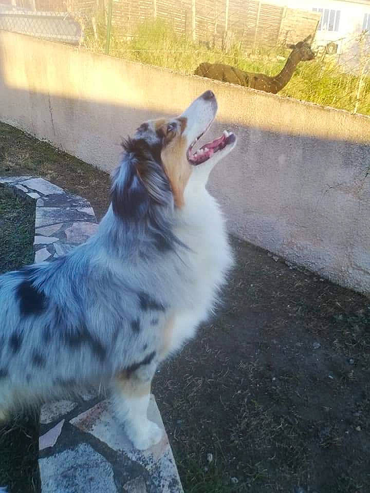 Pepsy participe au concours pour gagner de l'argent avec cette photo : australian_shepherd, border_collie, carnivore, collar, collie, companion_dog, dog, dog_breed, felidae, fur, grass, herding_dog, paw, plant, road_surface, snout, sporting_group, tail, whiskers, working_dog