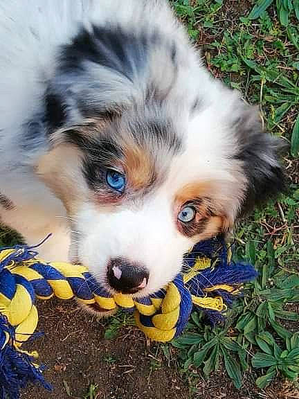 Pepsy participe au concours pour gagner de l'argent avec cette photo : ball, canidae, carnivore, companion_dog, dog, dog_breed, fawn, fur, grass, herding_dog, miniature_australian_shepherd, plant, snout, soil, sporting_group, terrestrial_animal, toy_dog, whiskers, wildlife, working_dog