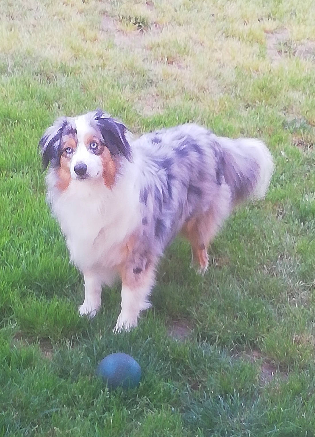 Pepsy a rejoint le concours — aidez-le/la à gagner de superbes lots ! ball, canidae, carnivore, companion_dog, dog, dog_breed, fawn, fur, grass, herding_dog, plant, puppy, sporting_group, terrestrial_animal, toy_dog, whiskers, working_dog