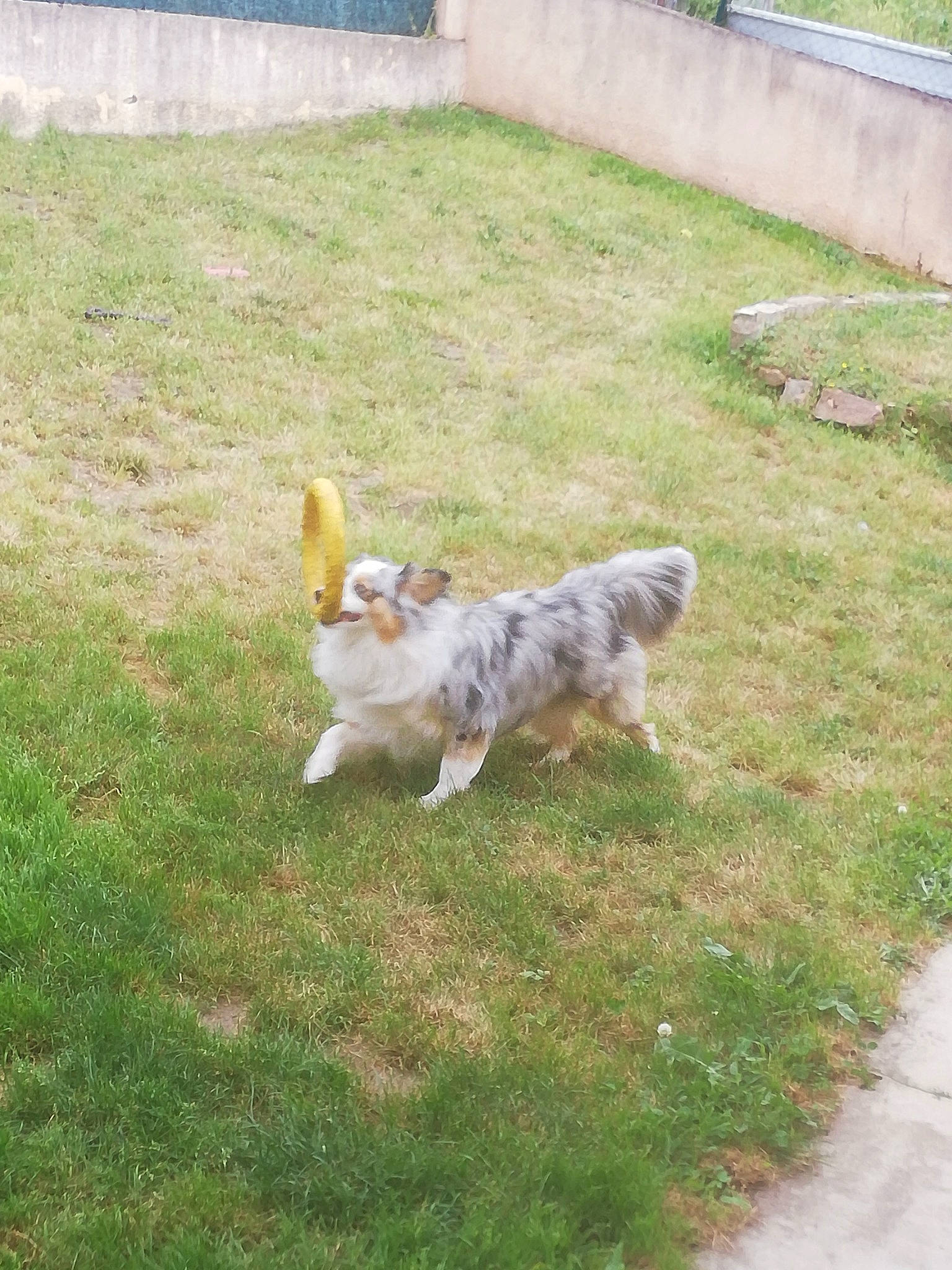 Pepsy participe au concours pour gagner de l'argent avec cette photo : carnivore, cavalier_king_charles_spaniel, companion_dog, dog, dog_breed, fawn, felidae, fence, fur, grass, groundcover, lawn, plant, recreation, small_to_medium_sized_cats, sporting_group, tail, toy_dog, whiskers, yard