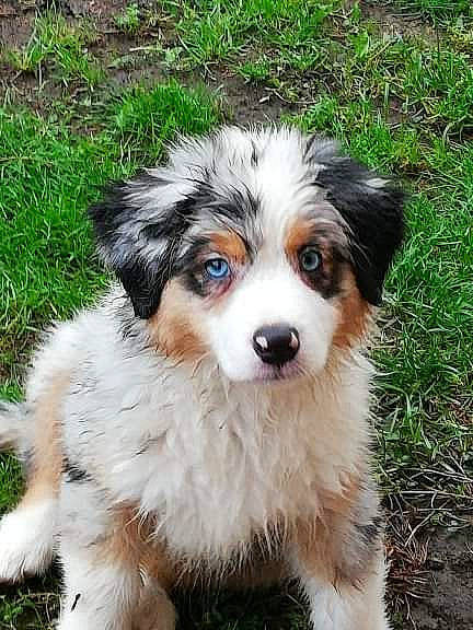 Pepsy a rejoint le concours — aidez-le/la à gagner de superbes lots ! ancient_dog_breeds, australian_shepherd, ball, canidae, carnivore, companion_dog, dog, dog_breed, fur, grass, herding_dog, miniature_australian_shepherd, plant, puppy, sporting_group, terrestrial_animal, whiskers, working_dog