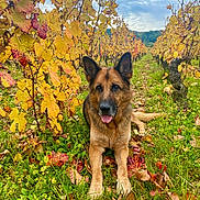 Memphis joined the competition — help win amazing prizes! dog, german_shepherd, vineyard, autumn, yellow_leaves, red_leaves, grass, outdoor, nature, canine, pet, tongue_out, fall, tree, leaf, animal, field, relaxed, scenic, daylight