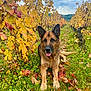 dog, german_shepherd, vineyard, autumn, yellow_leaves, red_leaves, grass, outdoor, nature, canine, pet, tongue_out, fall, tree, leaf, animal, field, relaxed, scenic, daylight