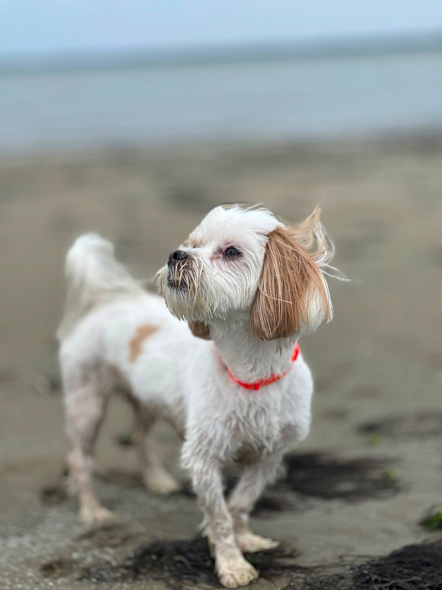Freckles is registered to the contest to win money with this photo: beach, canidae, carnivore, collar, companion_dog, dog, dog_breed, dog_collar, dog_supply, fawn, liver, sky, small_terrier, snout, sporting_group, tail, terrestrial_animal, terrier, toy_dog, working_animal