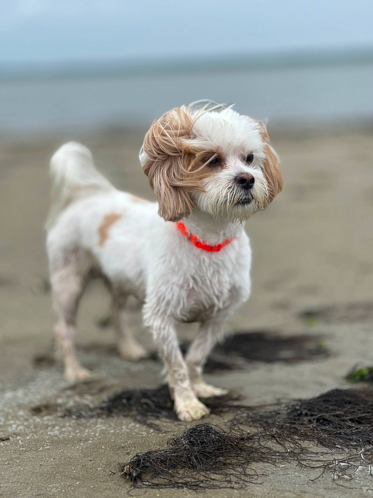 Freckles is registered to the contest to win money with this photo: asphalt, canidae, carnivore, companion_dog, dog, dog_breed, dog_supply, fawn, fur, liver, maltepoo, non_sporting_group, puppy, small_terrier, snout, soil, sporting_group, tail, terrier, toy_dog