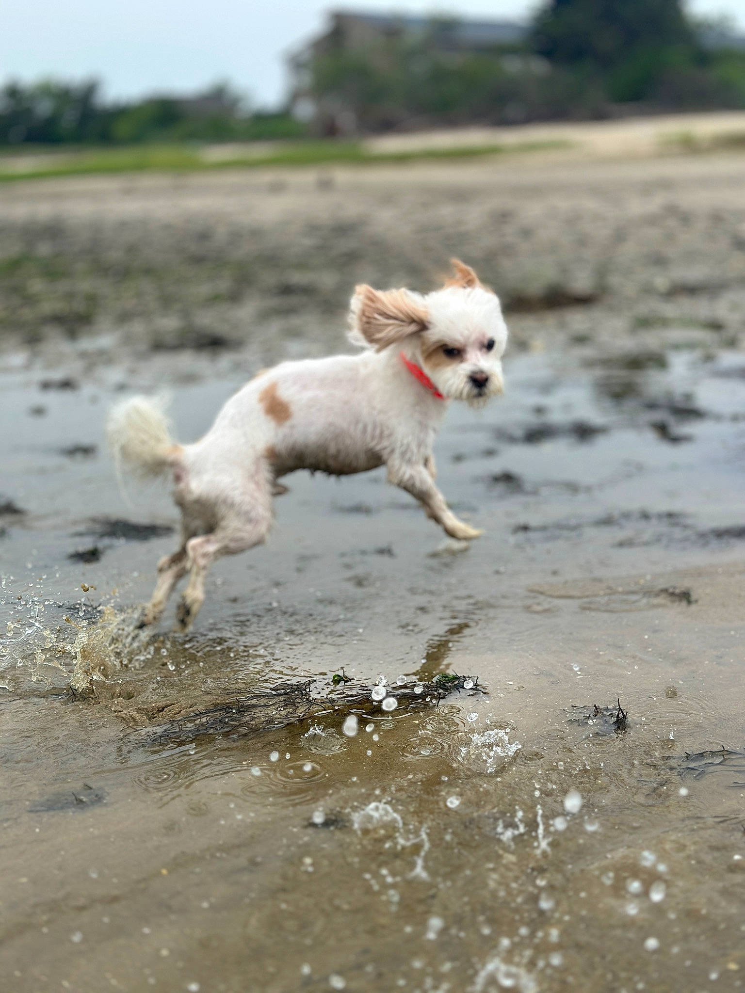 Freckles joined the competition — help win amazing prizes! canidae, carnivore, companion_dog, dog, dog_breed, fawn, landscape, liquid, ocean, sand, sky, snout, soil, sporting_group, tail, terrestrial_animal, tree, water, wildlife, working_animal