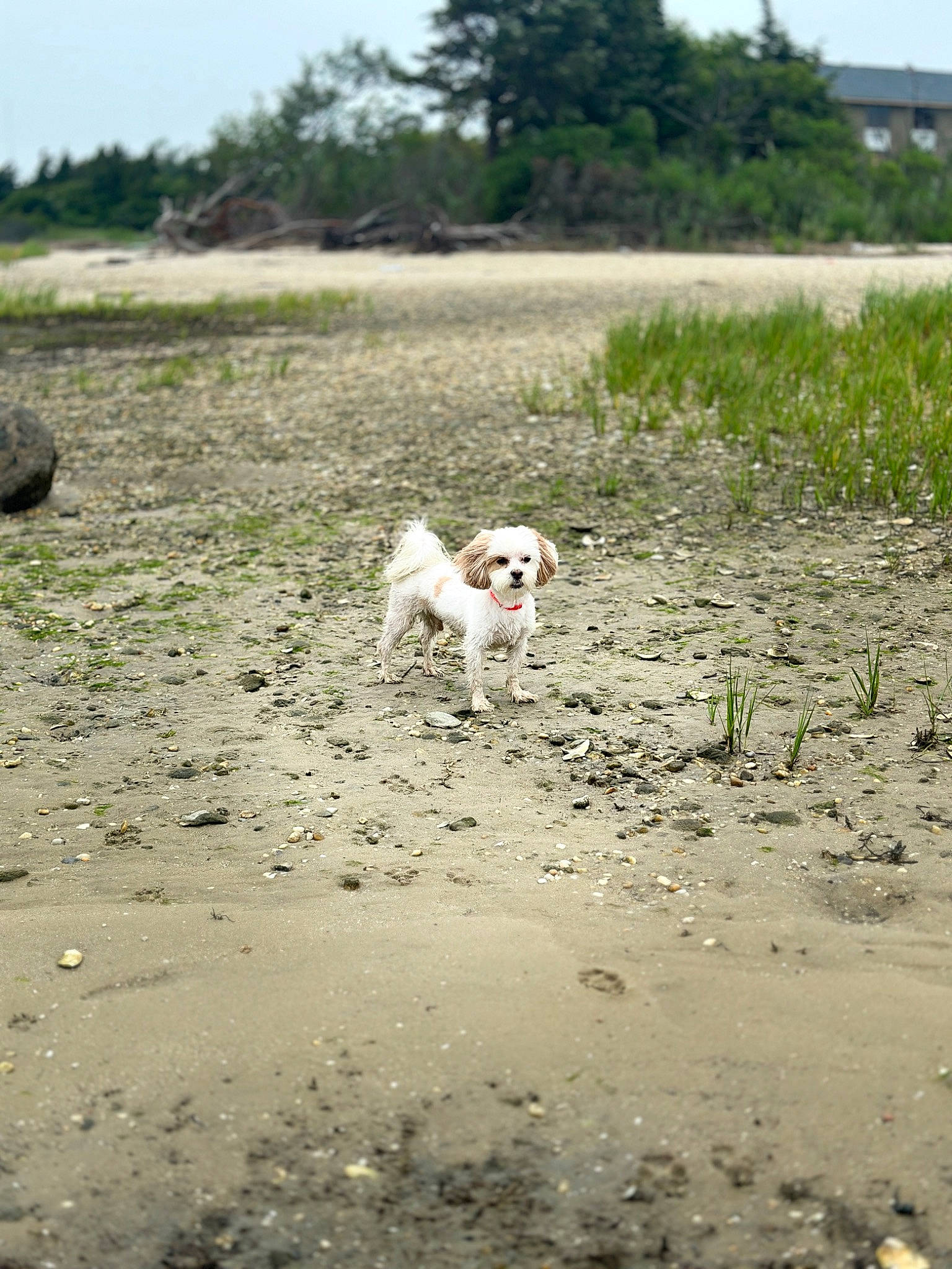 Freckles is registered to the contest to win money with this photo: beach, canidae, carnivore, coast, companion_dog, dog, dog_breed, fawn, grass, horizon, landscape, ocean, plant, sand, shore, sky, soil, sporting_group, tree, working_animal