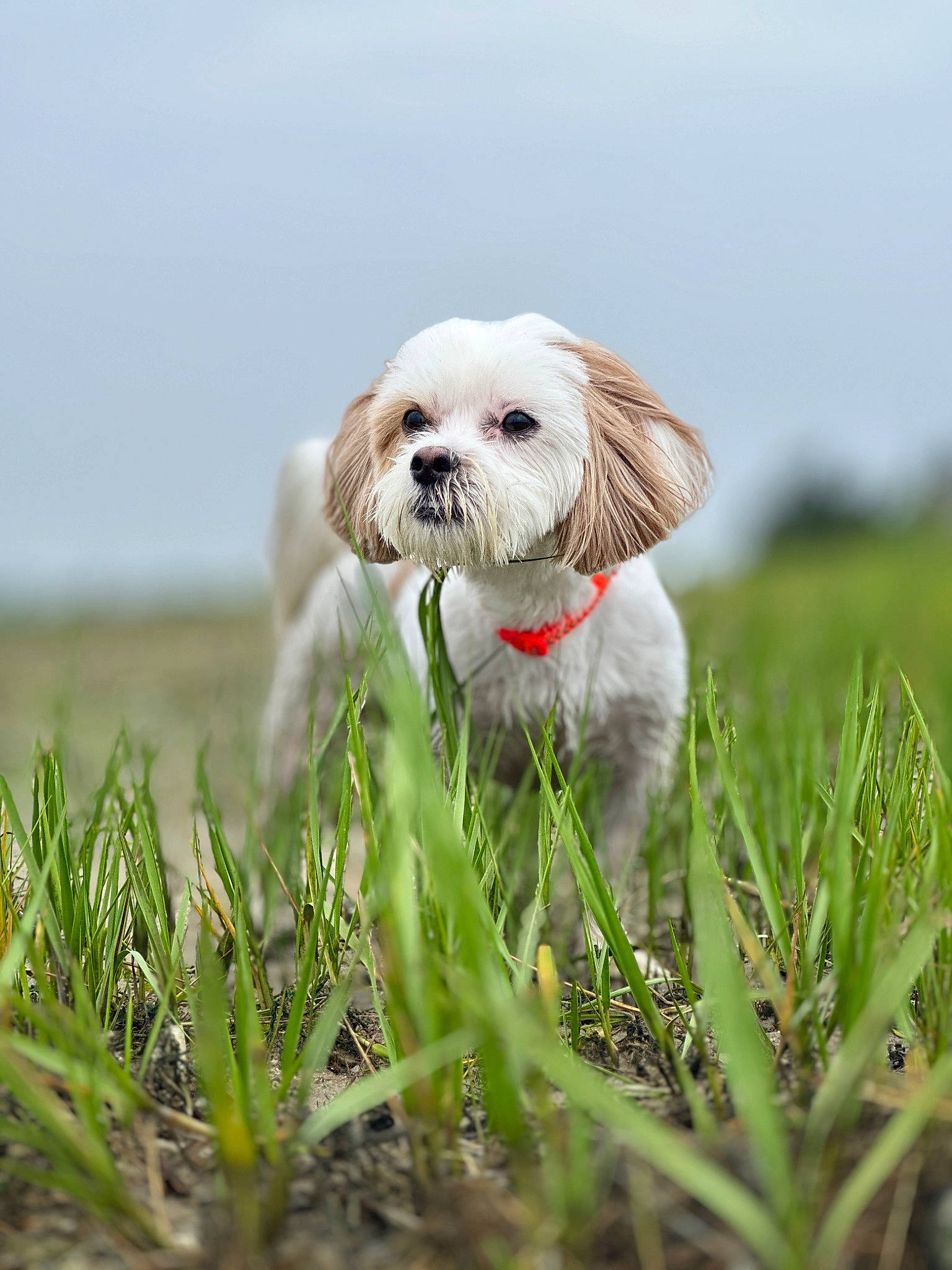 Freckles is registered to the contest to win money with this photo: canidae, carnivore, companion_dog, dog, dog_breed, dog_supply, fawn, grass, grassland, happy, liver, people_in_nature, plant, shih_tzu, sky, small_terrier, snout, sporting_group, terrier, toy_dog