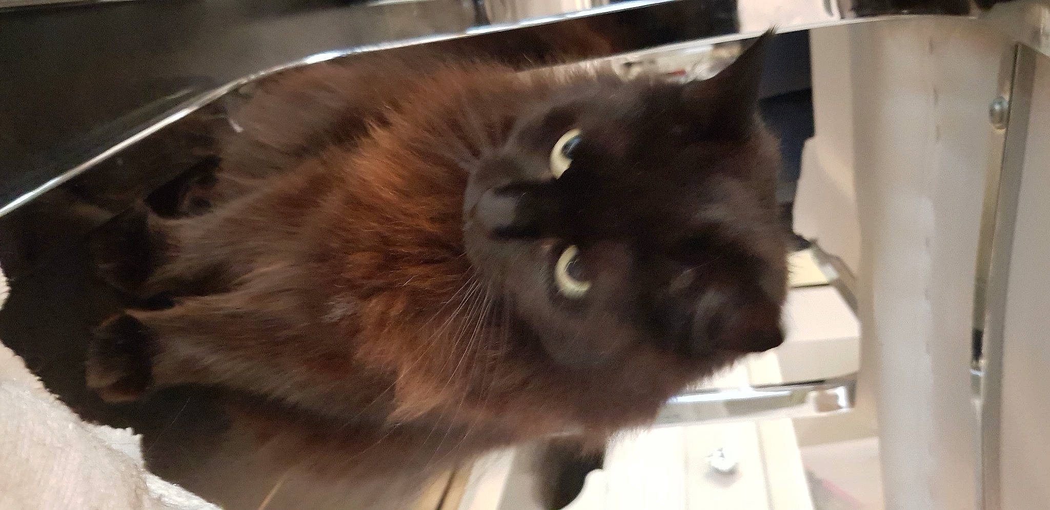 Noireaude a rejoint le concours — aidez-le/la à gagner de superbes lots ! black_cat, box, carnivore, cat, cat_supply, domestic_short_haired_cat, fawn, felidae, fur, liver, pet_supply, siamese, small_to_medium_sized_cats, snout, tail, terrestrial_animal, whiskers