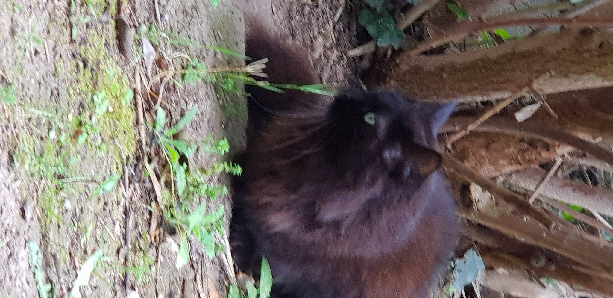 Noireaude a rejoint le concours — aidez-le/la à gagner de superbes lots ! canidae, carnivore, cat, dog_breed, domestic_short_haired_cat, fawn, felidae, fur, grass, groundcover, plant, small_to_medium_sized_cats, snout, soil, sporting_group, tail, terrestrial_animal, trunk, whiskers, wood