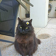 Noireaude a rejoint le concours — aidez-le/la à gagner de superbes lots ! cat, black_cat, flower, daisy, outdoor, patio, chair, green_eyes, pet, fluffy, sitting, animal, fur, relaxed, daylight, plant, shadow, pillar, garden, cute
