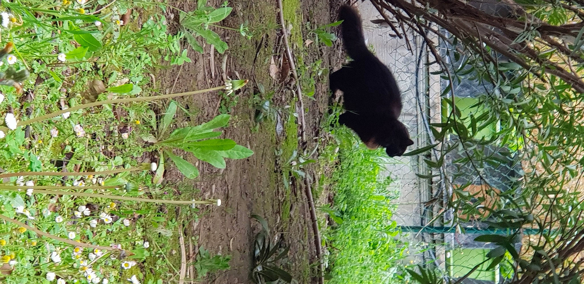 Noireaude a rejoint le concours — aidez-le/la à gagner de superbes lots ! branch, carnivore, cat, forest, grass, groundcover, jungle, natural_material, nature_reserve, plant, plant_stem, rainforest, tail, terrestrial_animal, terrestrial_plant, tree, trunk, twig, wildlife, wood