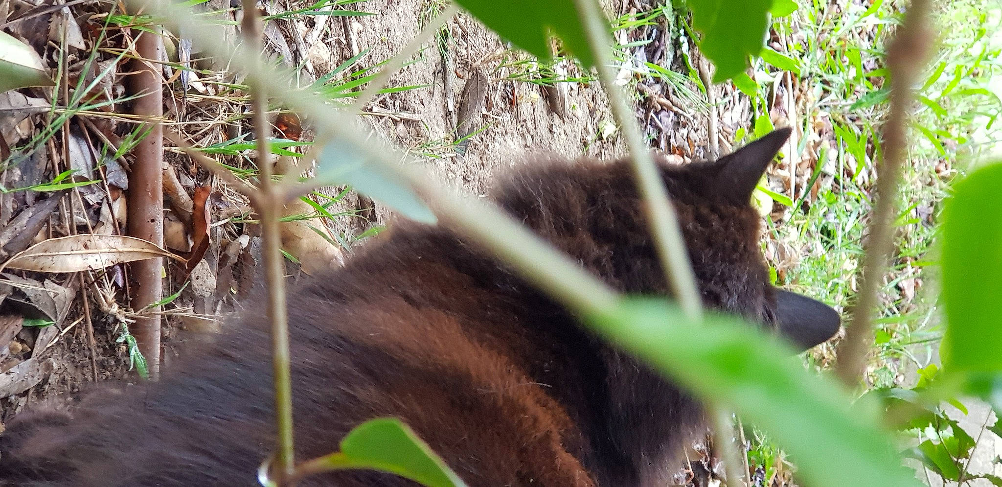 Noireaude a rejoint le concours — aidez-le/la à gagner de superbes lots ! carnivore, cat, domestic_short_haired_cat, felidae, forest, fur, grass, jungle, plant, plant_stem, procyonidae, small_to_medium_sized_cats, tail, terrestrial_animal, tree, trunk, twig, whiskers, wildlife, wood