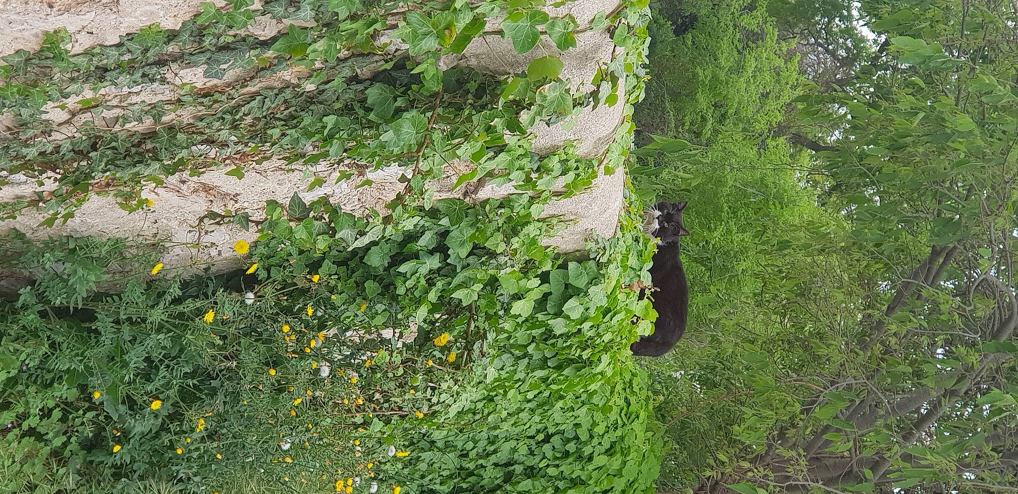 Tony a rejoint le concours — aidez-le/la à gagner de superbes lots ! annual_plant, evergreen, flower, flowering_plant, grass, groundcover, landscape, leaf, meadow, natural_landscape, non_vascular_land_plant, plant, shrub, soil, temperate_broadleaf_and_mixed_forest, terrestrial_plant, tree, trunk, vegetation, vehicle