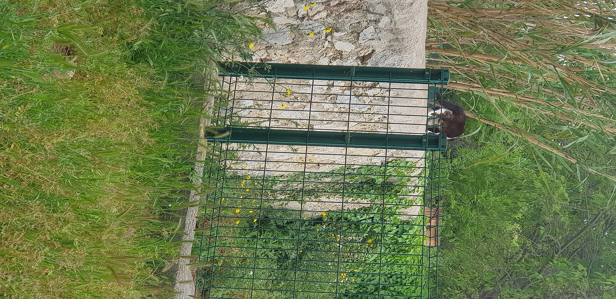 Tony participe au concours pour gagner de l'argent avec cette photo : brick, door, font, grass, grass_family, grassland, groundcover, land_lot, landscape, mesh, metal, pasture, plant, rectangle, shadow, shrub, soil, tree, wire_fencing, wood