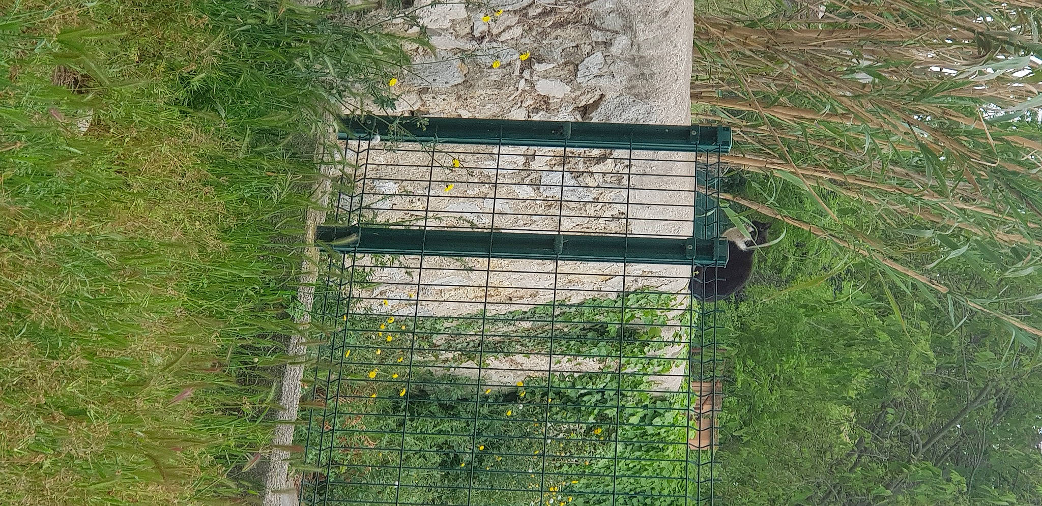 Tony a rejoint le concours — aidez-le/la à gagner de superbes lots ! grass, grass_family, grassland, groundcover, land_lot, landscape, mesh, metal, pasture, plant, rectangle, shadow, shrub, soil, tree, trunk, wire_fencing, wood