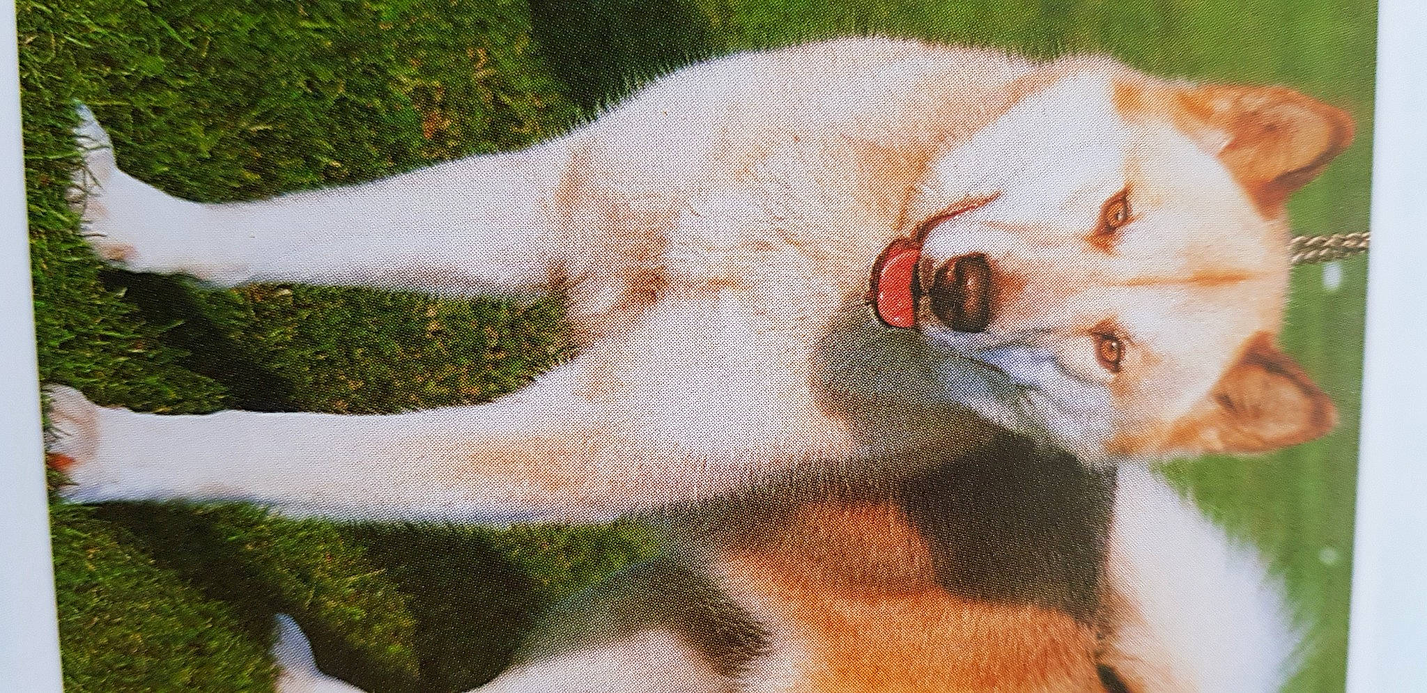 Doggy a rejoint le concours — aidez-le/la à gagner de superbes lots ! animal_shelter, canidae, carnivore, collar, companion_dog, dog, dog_breed, fawn, fur, gesture, grass, paw, plant, snout, sporting_group, tail, terrestrial_animal, whiskers, wildlife, working_animal