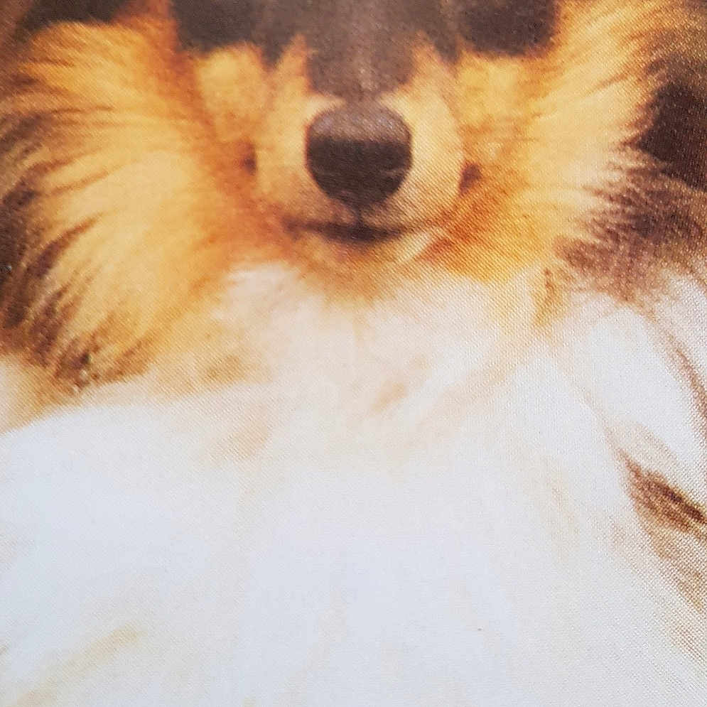 Lassie