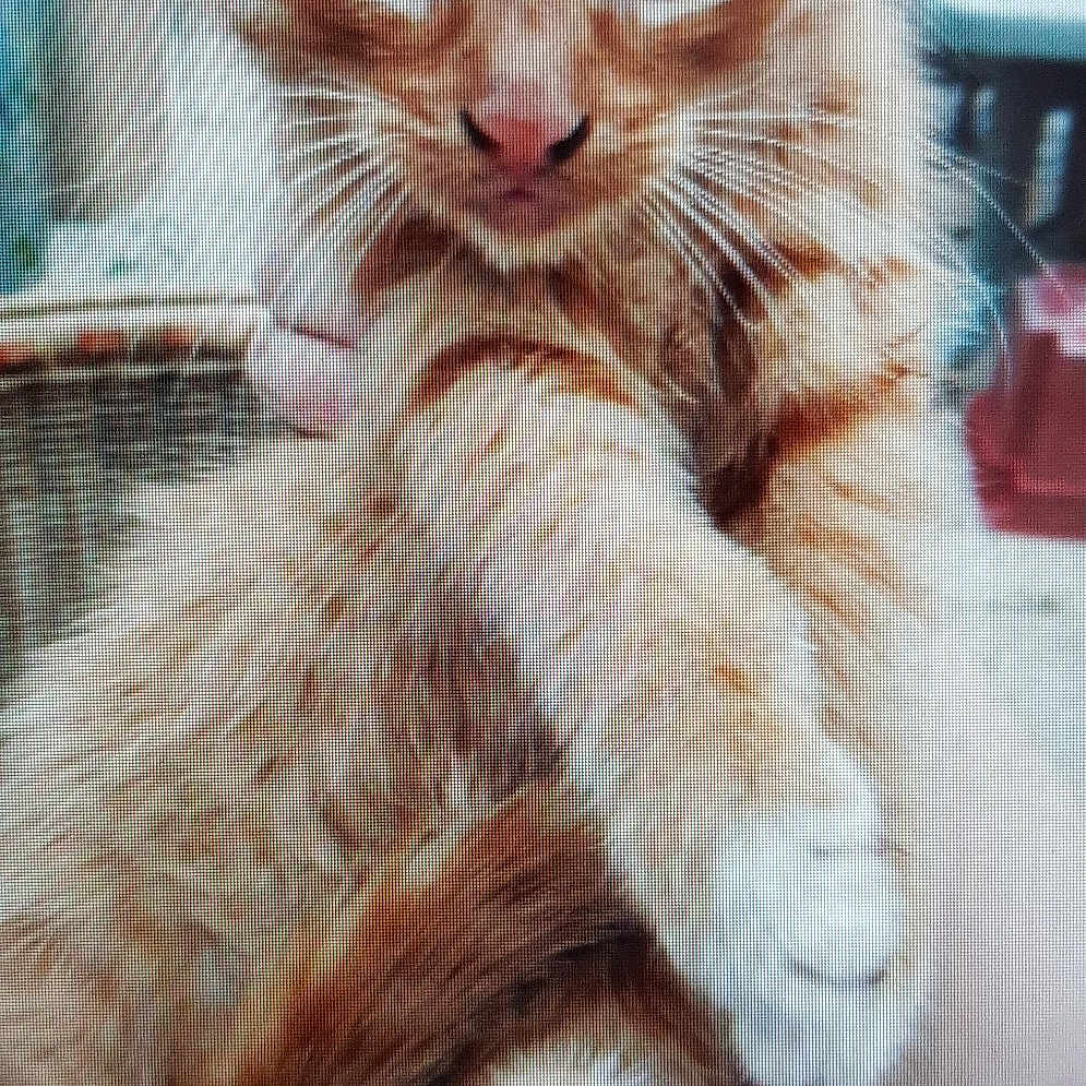 Mimi