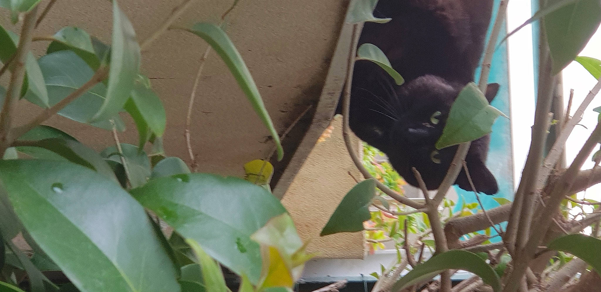 Cupidon a rejoint le concours — aidez-le/la à gagner de superbes lots ! annual_plant, beak, bombay, carnivore, cat, felidae, flowering_plant, flowerpot, grass, herb, herbaceous_plant, leaf, plant, plant_stem, small_to_medium_sized_cats, tail, terrestrial_plant, twig, window, wood