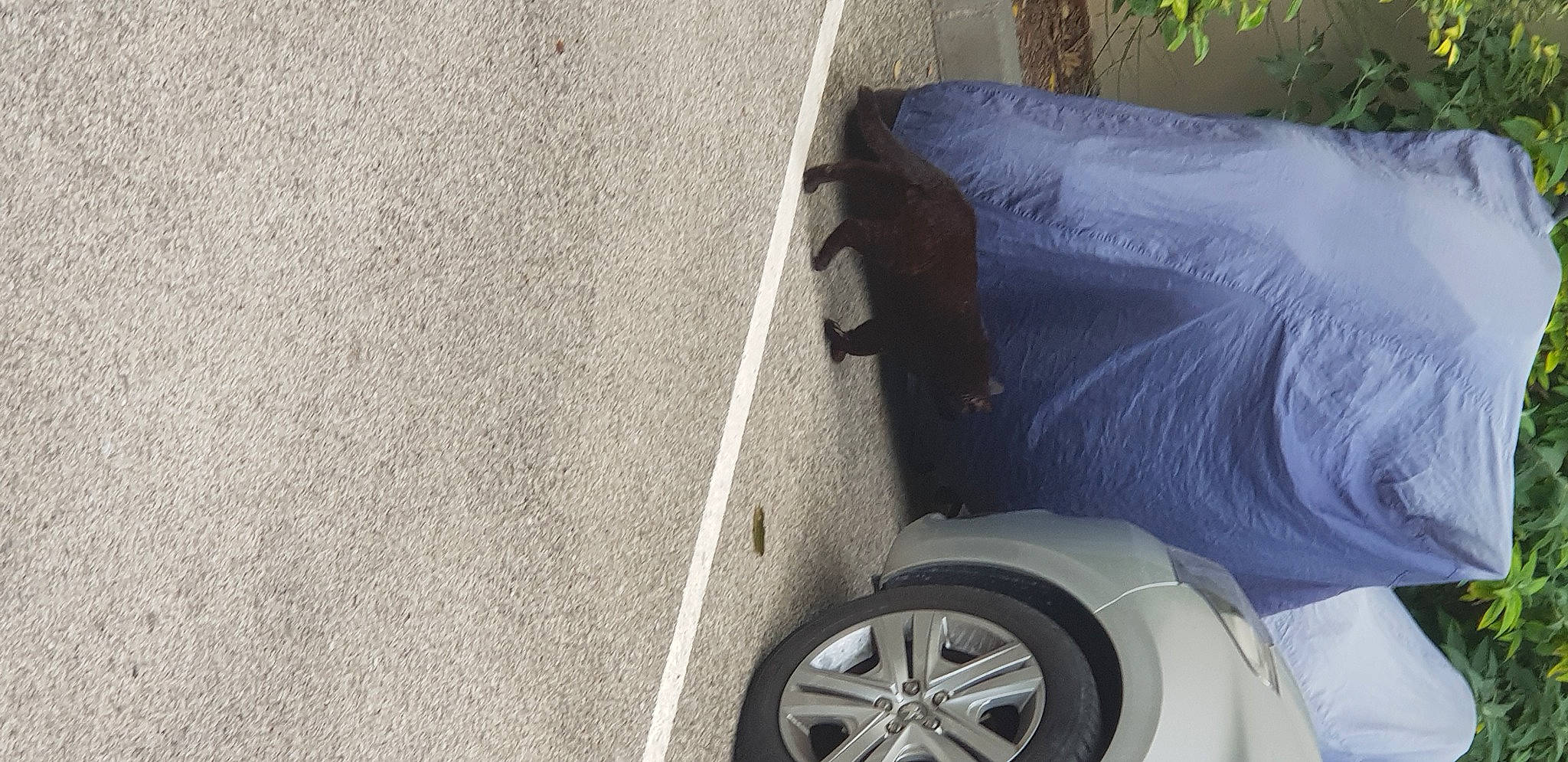 Cupidon participe au concours pour gagner de l'argent avec cette photo : alloy_wheel, asphalt, automotive_design, automotive_exterior, automotive_lighting, automotive_tire, bumper, car, fender, grey, hood, hubcap, motor_vehicle, rim, rolling, synthetic_rubber, tire, tread, vehicle, wheel