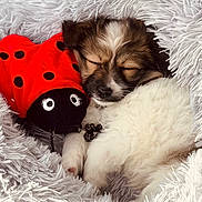 Groot is registered to the contest to win money with this photo: puppy, dog, sleeping, plush_toy, ladybug, stuffed_animal, blanket, fluffy, fur, pet, collar, tag, cozy, nap, cute, closeup, indoor, bed, soft_texture, resting