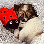puppy, dog, sleeping, plush_toy, ladybug, stuffed_animal, blanket, fluffy, fur, pet, collar, tag, cozy, nap, cute, closeup, indoor, bed, soft_texture, resting
