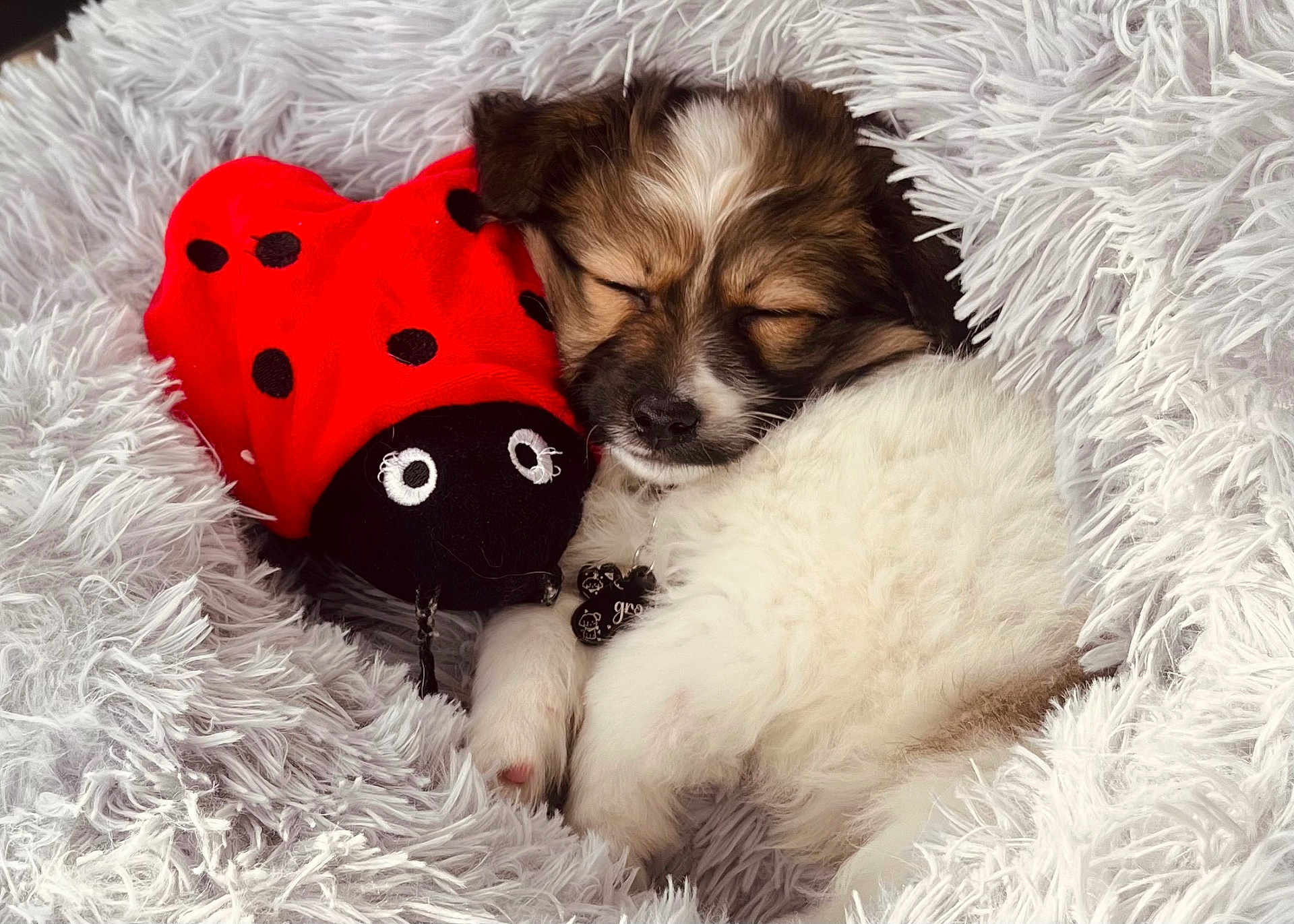 Groot is registered to the contest to win money with this photo: puppy, dog, sleeping, plush_toy, ladybug, stuffed_animal, blanket, fluffy, fur, pet, collar, tag, cozy, nap, cute, closeup, indoor, bed, soft_texture, resting